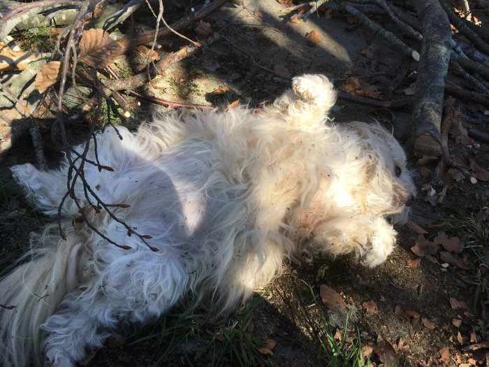 Hund som ligger på rygg bland löv och grenar i en trädgård och ser avslappnad ut.