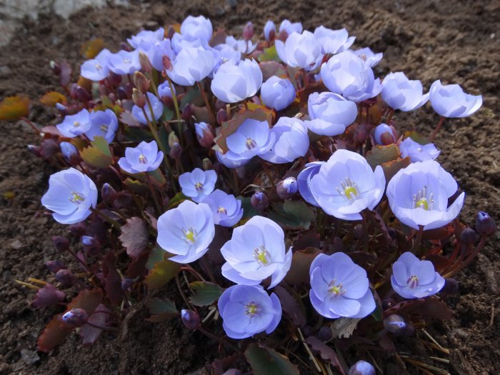 Blommande Jeffersonia dubia med blå blommor och röda skott i jord, i diffust solljus.