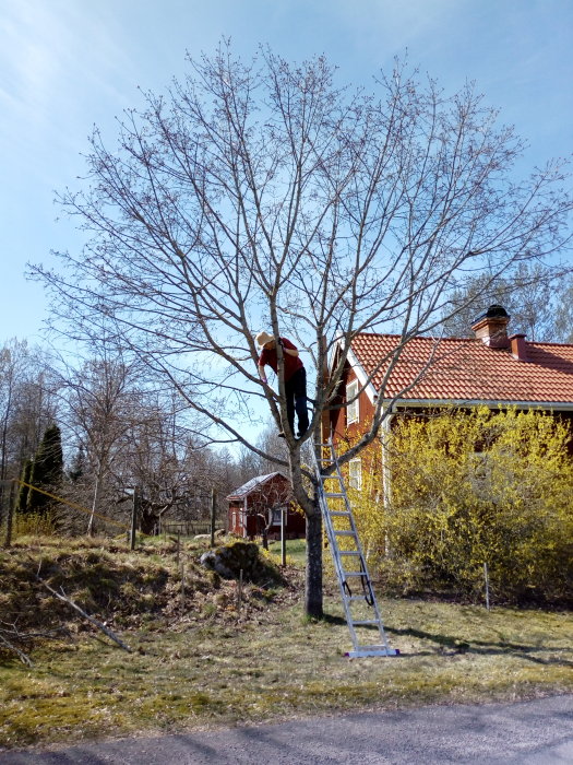 Person beskär en stor lönn med hjälp av en stege, bredvid ett rött hus.