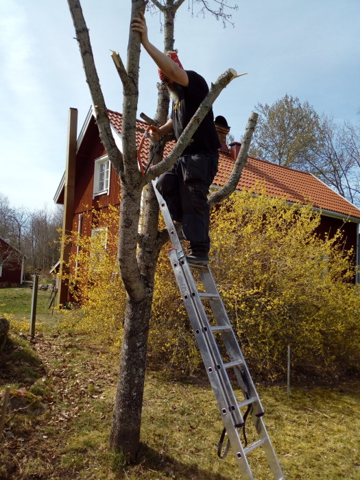 Person på stege beskär en lönn framför ett rött hus med vårgrönska runtomkring.