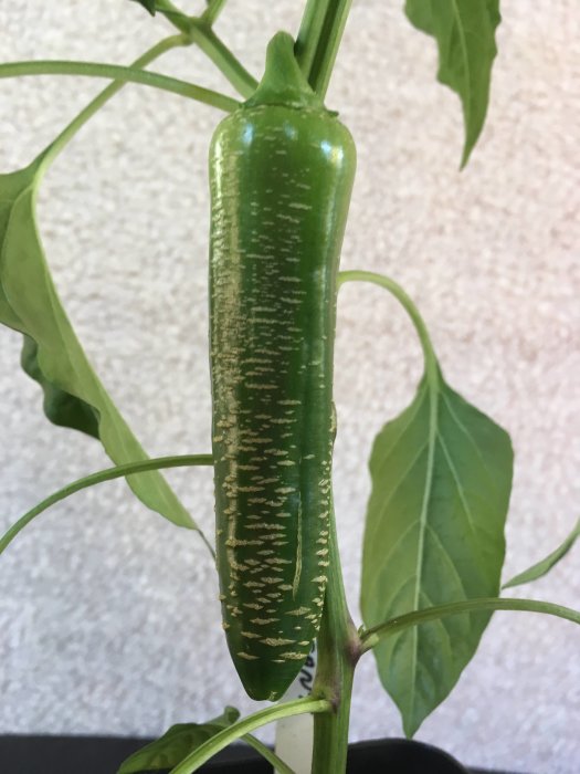 Grön chili som liknar en elefantsnabel på en planta, omgiven av gröna blad.