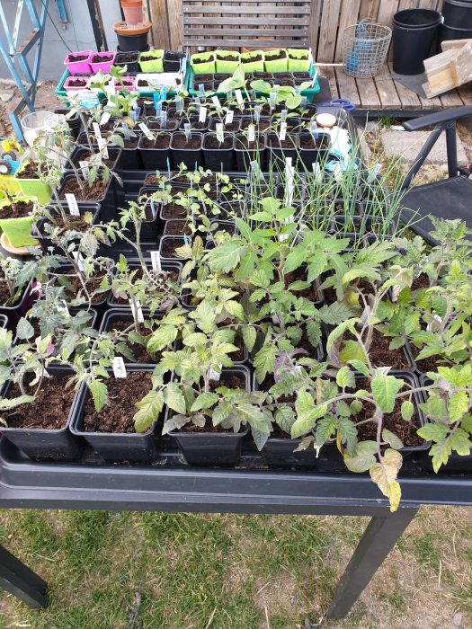 Tomatplantor och andra grödor i krukor på ett bord utomhus för omplantering.