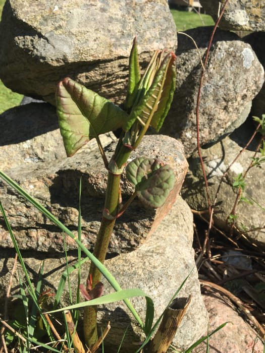 Ung planta som växer fram mellan stenar i en trädgård.