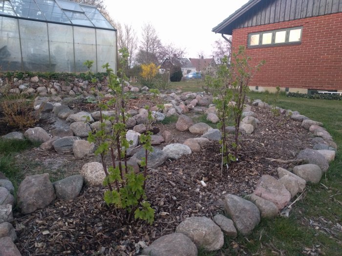 Nyplanterade buskar i en stenomgärdad rabatt med ett växthus och tegelhus i bakgrunden.