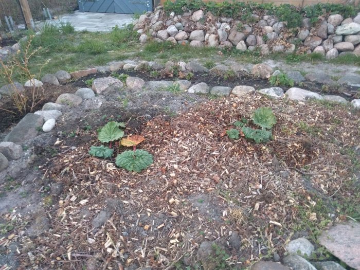 Nygrävda land för potatis med flismulch, rabarberplantor och stenomgärdad trädgård i bakgrunden.