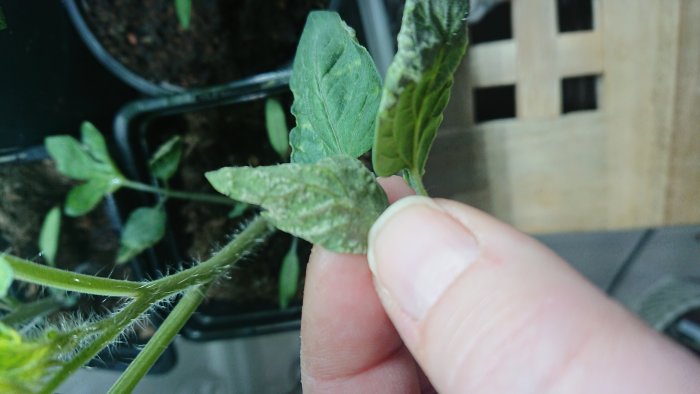 En hand håller två blad från en tomatplanta som uppvisar knölig och missformad undersida, tecken på möjligt ödem.