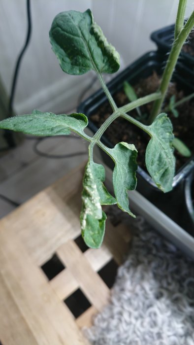 Tomatplanta med knöliga och deformerade blad som uppvisar symptom på ödem.