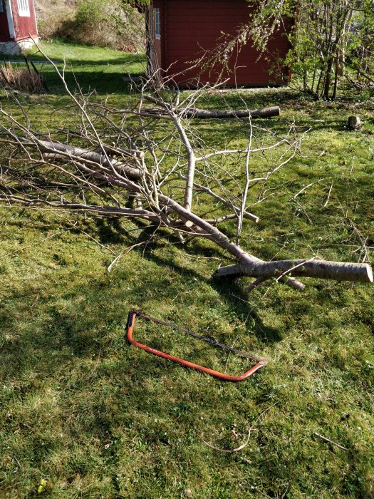 En nedsågad liten trädstam och grenar på en gräsmatta med en orange bågsåg framför.