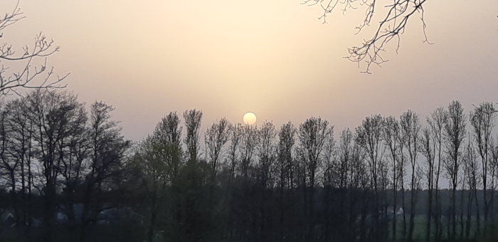 Dimmig solnedgång i en skogslinje med grumlig himmel på grund av pollen och sand i luften.