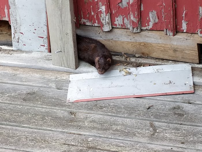 Mårddjur ligger vid husvägg bredvid vit bräda under rött avskalat fönsterfoder.