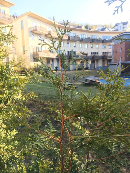 Gles thujahäck med ojämn tillväxt framför flerfamiljshus i dagsljus.