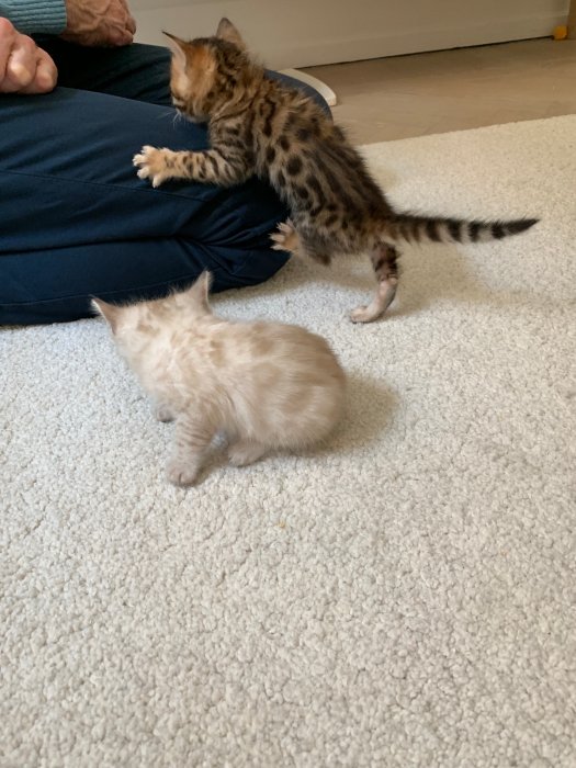 En Bengal kattunge klättrar på en persons knä medan en annan ljusare kattunge sitter på golvet.