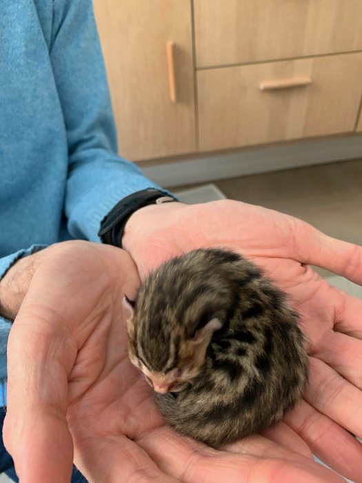 En fem veckor gammal Bengal-kattunge som ligger hopkurad i en persons hand.