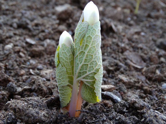 Ung planta av Sanguinaria canadensis 'Multiplex', blodört, som växer i jord.