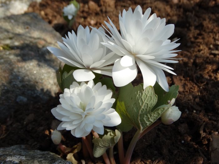 Vit blodört (Sanguinaria canadensis 'Multiplex') med flera lager av kronblad i solsken.