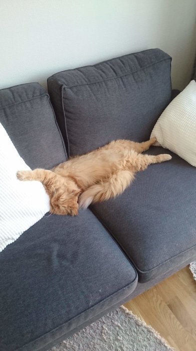 Ljust rödbrun katt sträcker ut sig bekvämt på en grå soffa med vita kuddar.