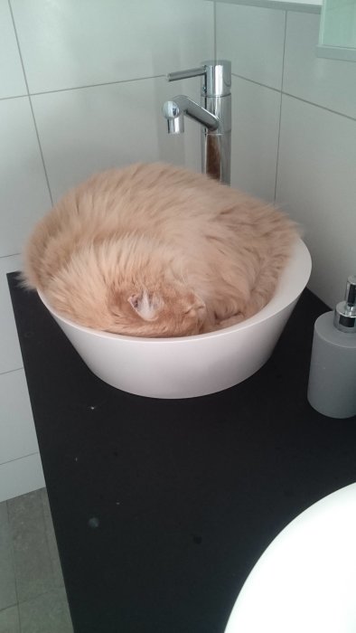 Ljusbrun långhårig katt sover ihopkrupen i en vit handfatsskål på ett svart bänkskiva i badrummet.