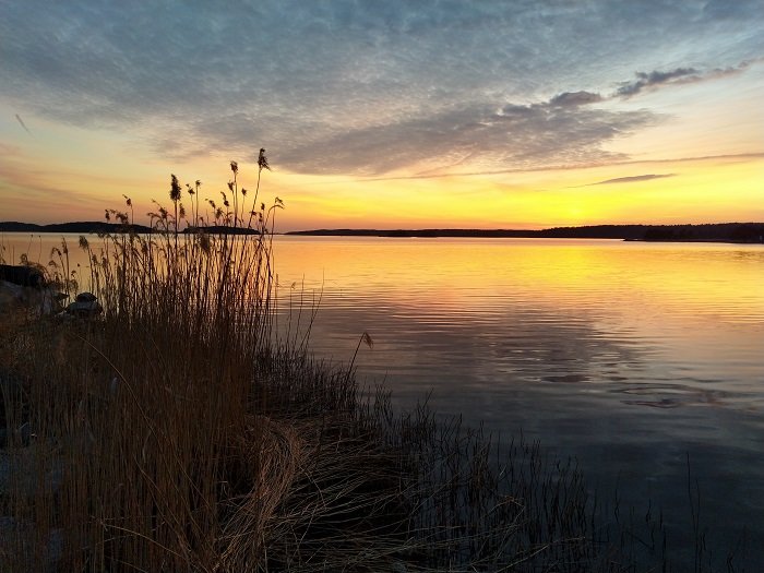 Vacker solnedgång vid en sjö med silhuetter av vass och reflektioner i vattnet.