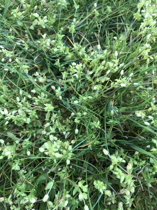 Två olika sorters ogräs med gröna blad och vita blomknoppar som växer i en gräsmatta.