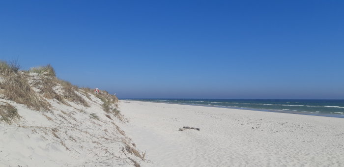 Blåsig dag på stranden med sanddyner, klart blå himmel och öppet hav i bakgrunden.