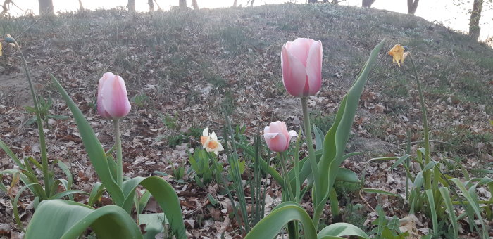 Rosa tulpaner och en gul narciss i en trädgård med löv på marken vid solnedgång.