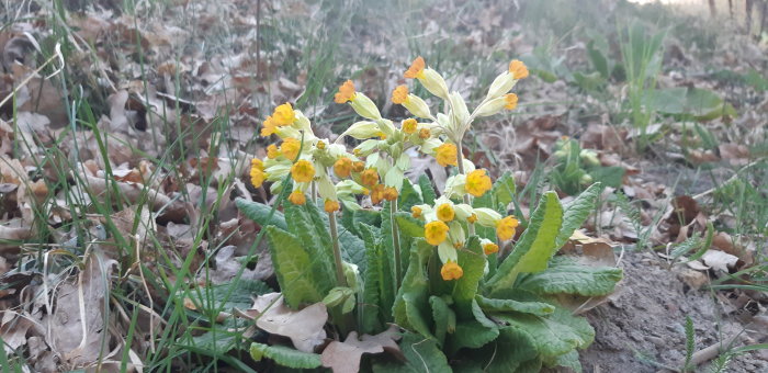 Gullvivor i närbild som blommar i ett skogsmark med löv och grönt gräs i bakgrunden.