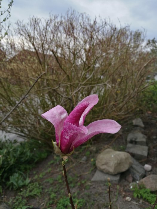 En ensam rosa magnoliablomma i förgrunden med lummiga buskar och stenar i bakgrunden.