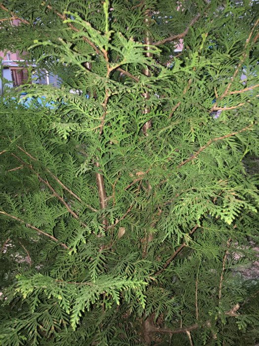 Två stammar på en thuja planta i en trädgård med gröna grenar och bakgrund av ett hus.