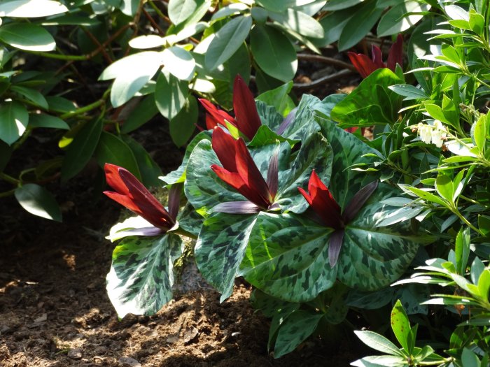 Trillium chloropetalum, eller treblad, med röda blommor och tresidiga blad omgivna av grönt bladverk.