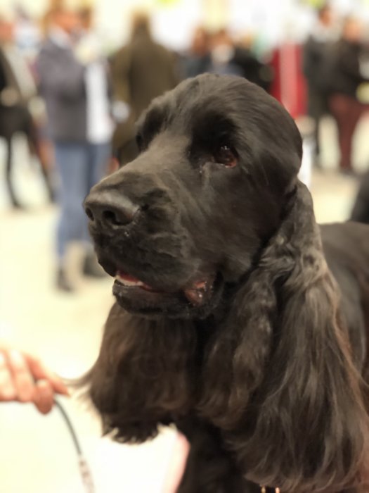 Svart cockerspaniel på hundutställning med suddig bakgrund.