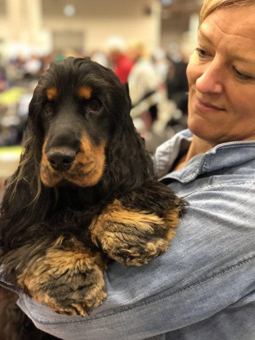 Kvinna håller en cockerspaniel på en hundutställning.