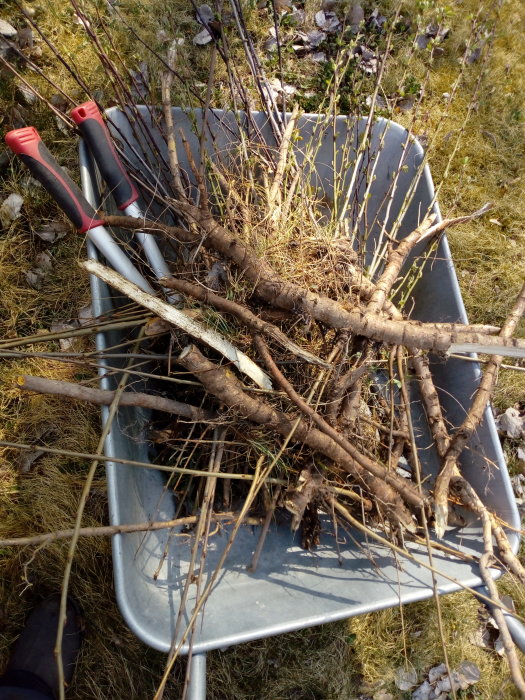 En skottkärra full med borttagna asp-rötter och skott i ett trädgårdsland.