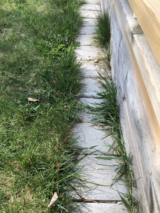 Gjuten betongränna mellan gräsmatta och träkant, överväxt med gräs, tänkt för marksten.