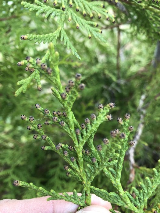 Grön planta med svarta utslag på knopparna hålls upp mot en suddig grönskande bakgrund.