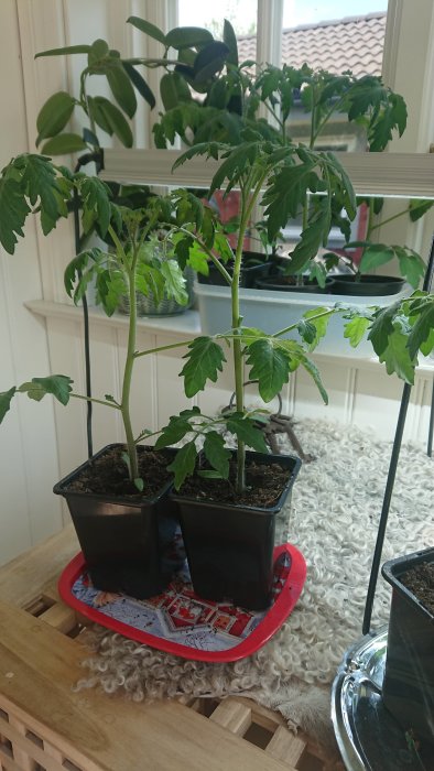 Två tomatplantor i små krukor på en röd bricka inne i ett ljust rum.