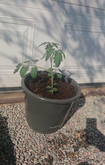 En tomatplanta i en svart kruka mot en husvägg på en grusbelagd mark.