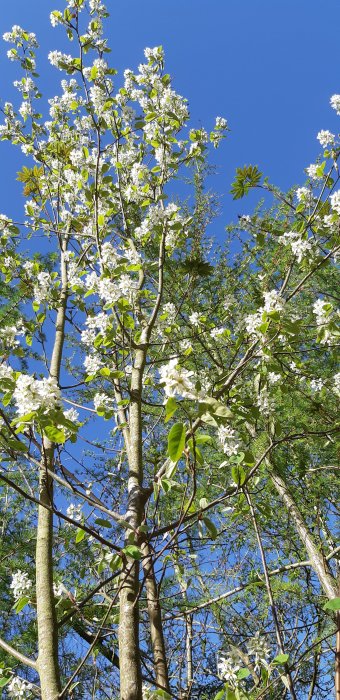 Blommande hägg och fågelbärsträd mot klarblå himmel.