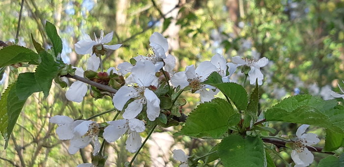 Blommande gren med vita hägg eller fågelbärsblommor mot en suddig naturbakgrund.