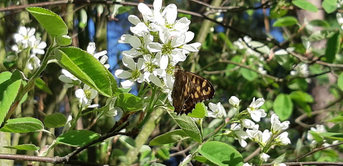 En fjäril på vitblommande gren, eventuellt hägg eller fågelbär, omgivet av gröna blad och solsken.