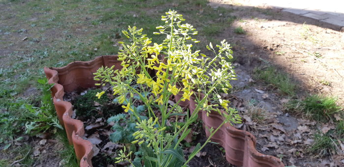 Blommande grönkål i förgrunden med terrakottakrukor och grönt gräs i bakgrunden.