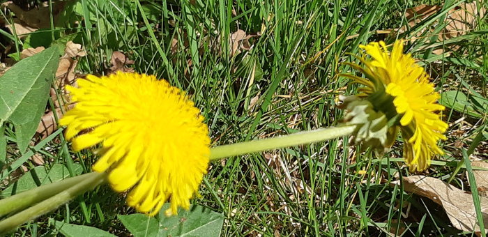 Två maskrosor i förgrunden med gröna grässtrån och löv i bakgrunden på en solig dag.