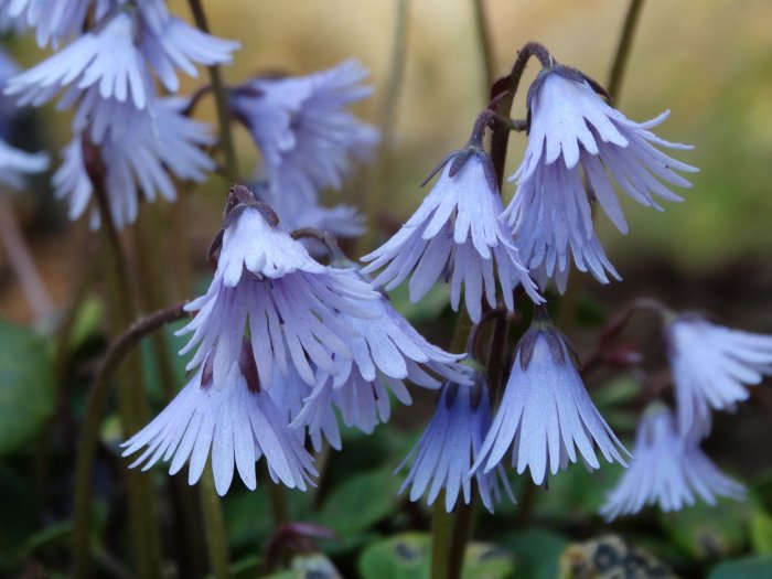 Grupp av blommande Soldanella pusilla x carpa `Spring Symphony´, lila trädgårdsalpklockor i närbild.