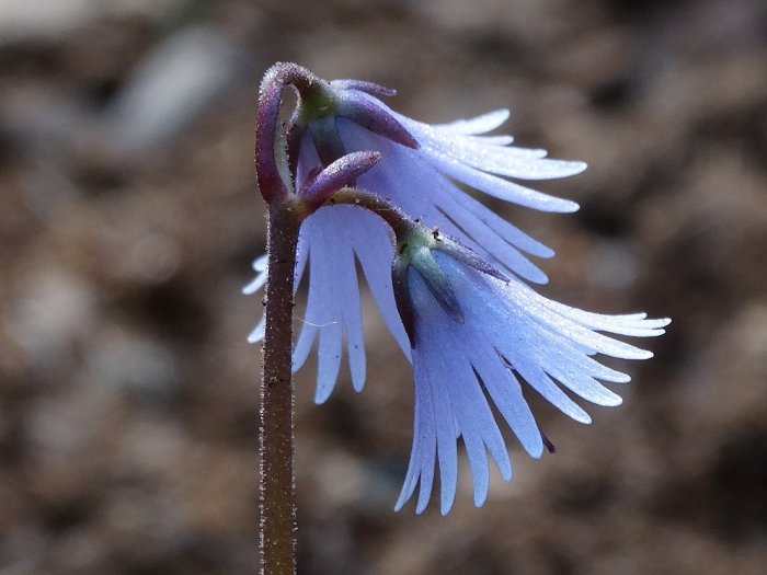 Close-up av trädgårdsalpklocka Soldanella pusilla x carpa `Spring Symphony´ med blå kronblad.