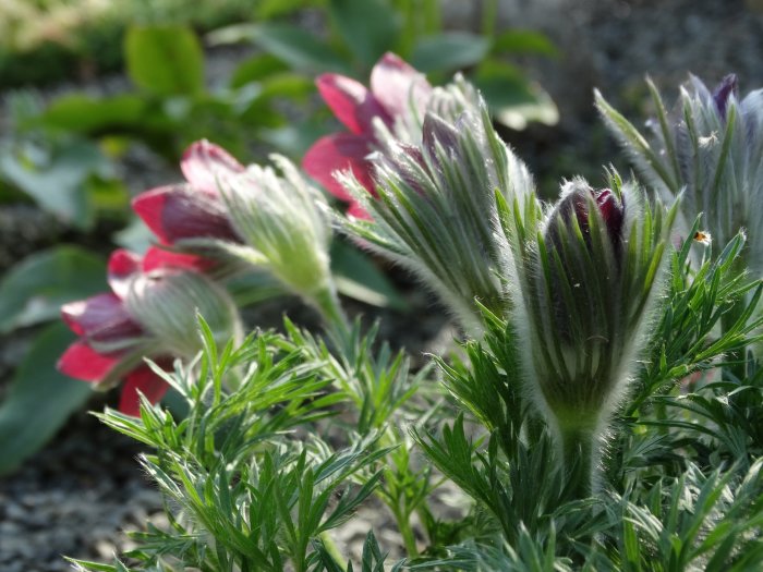 Pälsklädda knoppar och blommor av backsippan 'Röde Klokke' i trädgårdsmiljö.