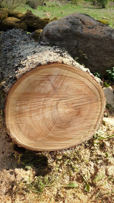 Avkapad del av körsbärsträd med synliga årsringar, ca 150 cm lång och 30 cm i diameter, på marken.