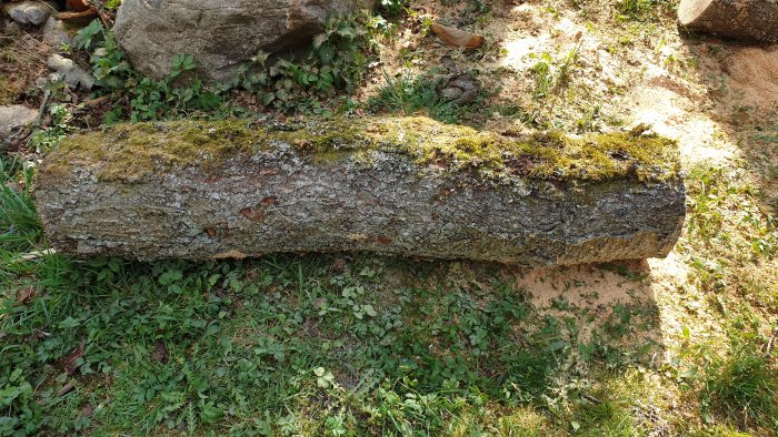 Rak, mossbelagd körsbärsträdstock längd 150 cm och diameter 30 cm ligger på gräs.