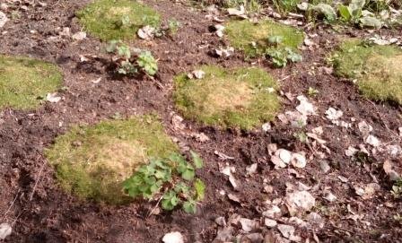 Trädgårdsyta med jord och några tuvor av mossa, omringade av plantor och spridda löv på marken.