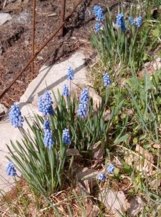 Pärlhyacinter som blommar i en trädgård med gräs och löv i förgrunden.