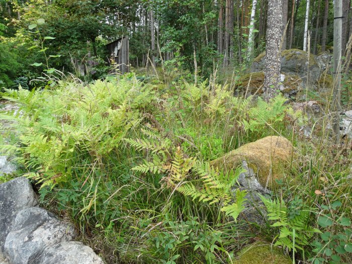 Naturlig skogsmiljö med ormbunkar och stenar, potentiell trädgårdsyta.