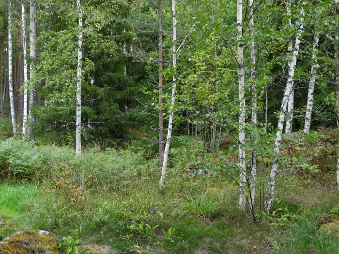 Skogsmark med björkar och blandad undervegetation som kan omvandlas till trädgård.